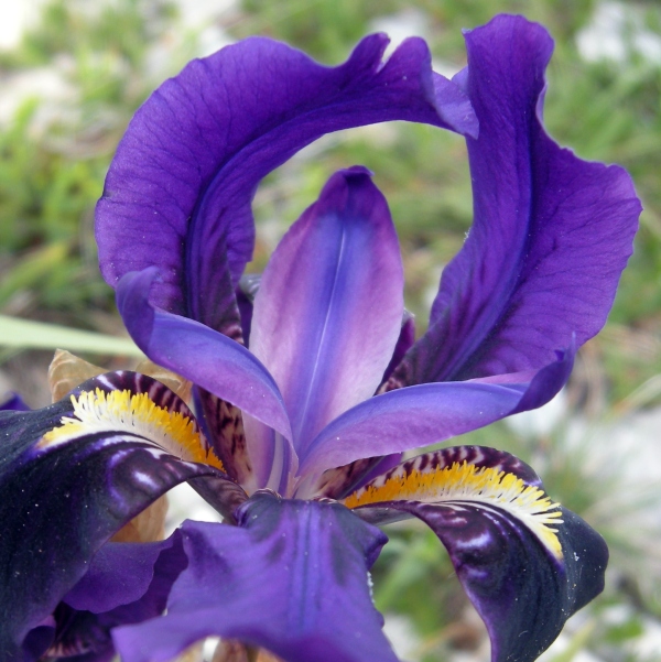 Iris suaveolens?